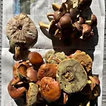 Villa Stodola Drweck